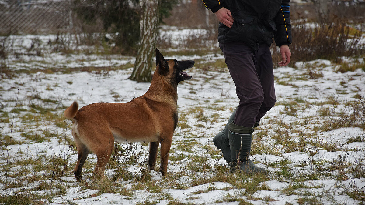 Not just an ordinary search dog training IRO International Search