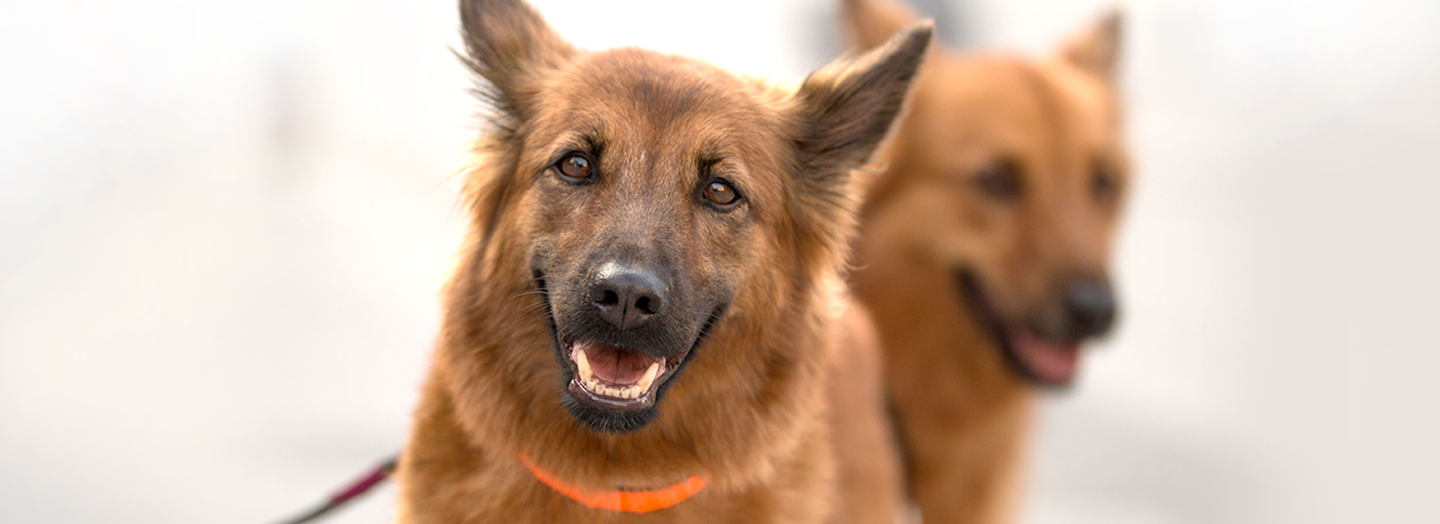 Community IRO International Search And Rescue Dog Organisation